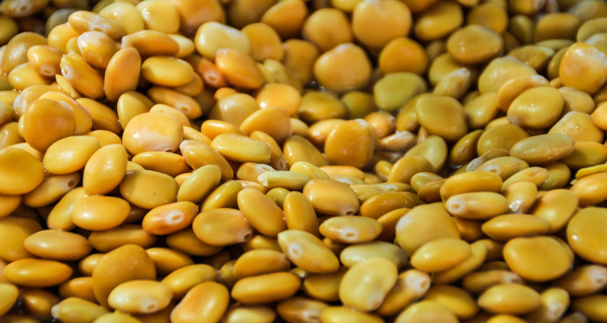 What Is A Lupin Allergy and Its Impacts?