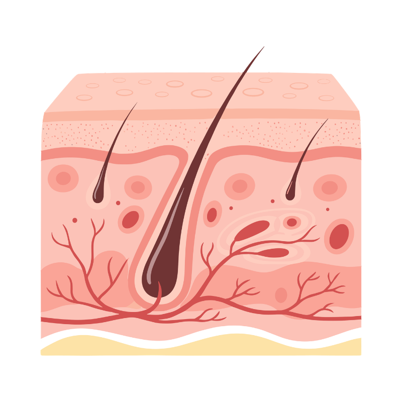 Illustration of a cross-section of human skin with hair follicles.